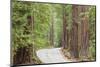 Road Through Redwoods, Big Basin Redwoods State Park, California, USA-Jaynes Gallery-Mounted Photographic Print