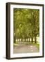 Road Through the Grove-Karyn Millet-Framed Photographic Print