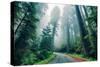 Road Through The Redwood Forest, Humboldt, Northern California-Vincent James-Stretched Canvas