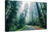 Road Through The Redwood Forest, Humboldt, Northern California-Vincent James-Stretched Canvas