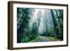 Road Through The Redwood Forest, Humboldt, Northern California-Vincent James-Framed Photographic Print