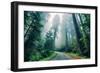 Road Through The Redwood Forest, Humboldt, Northern California-Vincent James-Framed Photographic Print