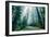 Road Through The Redwood Forest, Humboldt, Northern California-Vincent James-Framed Photographic Print