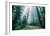 Road Through The Redwood Forest, Humboldt, Northern California-Vincent James-Framed Photographic Print