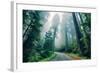 Road Through The Redwood Forest, Humboldt, Northern California-Vincent James-Framed Photographic Print