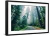 Road Through The Redwood Forest, Humboldt, Northern California-Vincent James-Framed Photographic Print