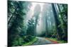 Road Through The Redwood Forest, Humboldt, Northern California-Vincent James-Mounted Photographic Print