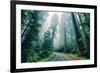 Road Through The Redwood Forest, Humboldt, Northern California-Vincent James-Framed Photographic Print