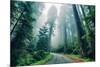 Road Through The Redwood Forest, Humboldt, Northern California-Vincent James-Mounted Photographic Print