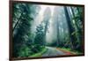 Road Through The Redwood Forest, Humboldt, Northern California-Vincent James-Framed Photographic Print