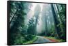 Road Through The Redwood Forest, Humboldt, Northern California-Vincent James-Framed Stretched Canvas