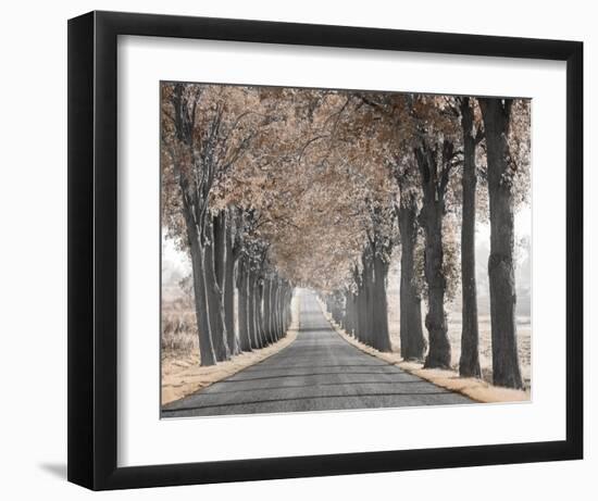 Road Through Tree Alley-null-Framed Art Print