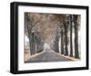 Road Through Tree Alley-null-Framed Art Print