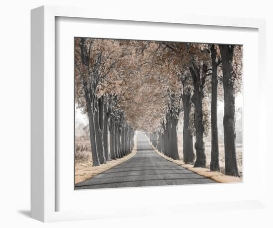 Road Through Tree Alley-null-Framed Art Print