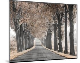 Road Through Tree Alley-null-Mounted Art Print