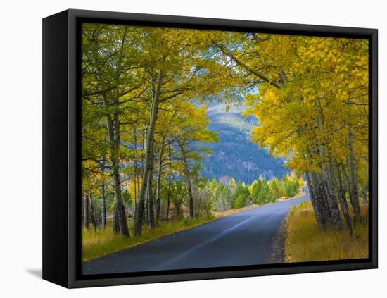 Road Thru Autumn Aspen Grove, Rocky Mountain National Park, Colorado,USA-Anna Miller-Framed Stretched Canvas