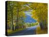 Road Thru Autumn Aspen Grove, Rocky Mountain National Park, Colorado,USA-Anna Miller-Stretched Canvas