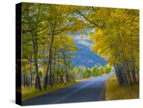 Road Thru Autumn Aspen Grove, Rocky Mountain National Park, Colorado,USA-Anna Miller-Stretched Canvas