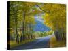 Road Thru Autumn Aspen Grove, Rocky Mountain National Park, Colorado,USA-Anna Miller-Stretched Canvas