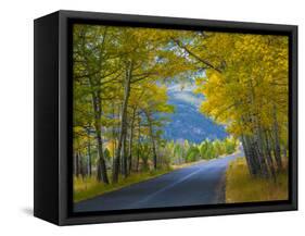 Road Thru Autumn Aspen Grove, Rocky Mountain National Park, Colorado,USA-Anna Miller-Framed Stretched Canvas