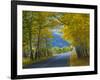 Road Thru Autumn Aspen Grove, Rocky Mountain National Park, Colorado,USA-Anna Miller-Framed Photographic Print