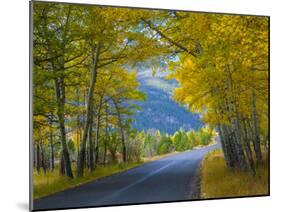 Road Thru Autumn Aspen Grove, Rocky Mountain National Park, Colorado,USA-Anna Miller-Mounted Photographic Print