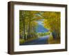 Road Thru Autumn Aspen Grove, Rocky Mountain National Park, Colorado,USA-Anna Miller-Framed Photographic Print