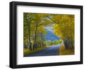 Road Thru Autumn Aspen Grove, Rocky Mountain National Park, Colorado,USA-Anna Miller-Framed Photographic Print