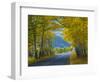 Road Thru Autumn Aspen Grove, Rocky Mountain National Park, Colorado,USA-Anna Miller-Framed Photographic Print