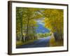 Road Thru Autumn Aspen Grove, Rocky Mountain National Park, Colorado,USA-Anna Miller-Framed Photographic Print