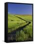 Road Thru Green Wheat Field, Palouse, Washington, USA-Terry Eggers-Framed Stretched Canvas