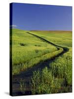 Road Thru Green Wheat Field, Palouse, Washington, USA-Terry Eggers-Stretched Canvas