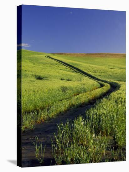 Road Thru Green Wheat Field, Palouse, Washington, USA-Terry Eggers-Stretched Canvas