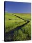 Road Thru Green Wheat Field, Palouse, Washington, USA-Terry Eggers-Stretched Canvas