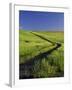 Road Thru Green Wheat Field, Palouse, Washington, USA-Terry Eggers-Framed Photographic Print