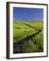 Road Thru Green Wheat Field, Palouse, Washington, USA-Terry Eggers-Framed Photographic Print