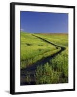 Road Thru Green Wheat Field, Palouse, Washington, USA-Terry Eggers-Framed Photographic Print