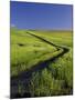 Road Thru Green Wheat Field, Palouse, Washington, USA-Terry Eggers-Mounted Photographic Print