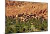 Road to Todra Gorge with Oasis, Tinghir, Morocco, North Africa, Africa-Neil-Mounted Photographic Print