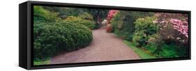 Road Traveling Through Fresh blooms in Spring, Kabota Gardens, Seattle, Washington, USA-Terry Eggers-Framed Stretched Canvas