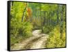 Road with Autumn Colors and Aspens in Kebler Pass, Colorado, USA-Julie Eggers-Framed Stretched Canvas