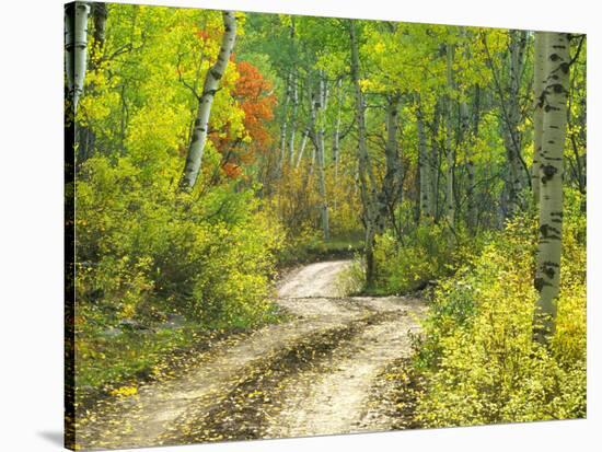 Road with Autumn Colors and Aspens in Kebler Pass, Colorado, USA-Julie Eggers-Stretched Canvas