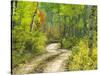 Road with Autumn Colors and Aspens in Kebler Pass, Colorado, USA-Julie Eggers-Stretched Canvas