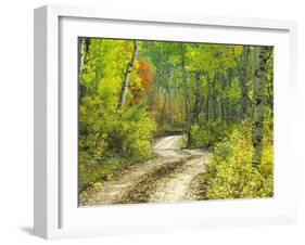 Road with Autumn Colors and Aspens in Kebler Pass, Colorado, USA-Julie Eggers-Framed Premium Photographic Print
