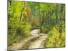 Road with Autumn Colors and Aspens in Kebler Pass, Colorado, USA-Julie Eggers-Mounted Premium Photographic Print