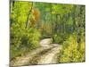 Road with Autumn Colors and Aspens in Kebler Pass, Colorado, USA-Julie Eggers-Mounted Photographic Print