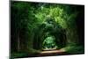 Road with Bamboo-joesayhello-Mounted Photographic Print