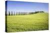 Road with Cypresses and Farmhouse. Orcia Valley, Siena District, Tuscany, Italy.-ClickAlps-Stretched Canvas