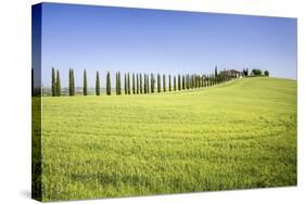 Road with Cypresses and Farmhouse. Orcia Valley, Siena District, Tuscany, Italy.-ClickAlps-Stretched Canvas