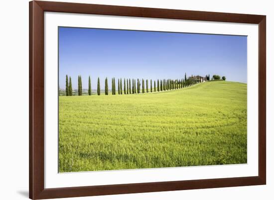 Road with Cypresses and Farmhouse. Orcia Valley, Siena District, Tuscany, Italy.-ClickAlps-Framed Photographic Print